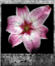flower1.gif